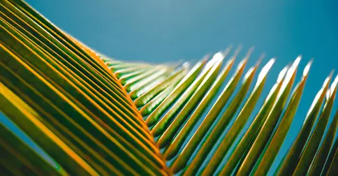 Gospel reflection Palm Sunday