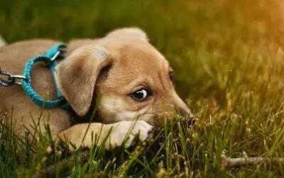 What Did Dog Training Teach Me About The Spiritual Life?