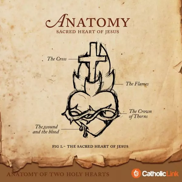 Anatomy Of Two Holy Hearts | The Hearts Of Jesus And Mary Sacred Heart of Jesus