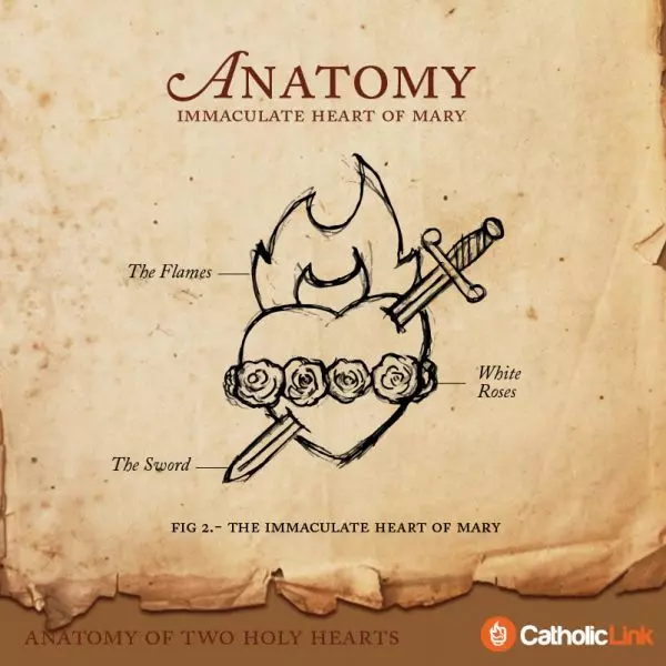Immaculate Heart of Mary Anatomy Of Two Holy Hearts | The Hearts Of Jesus And Mary