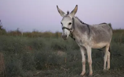 The Donkey | Palm Sunday