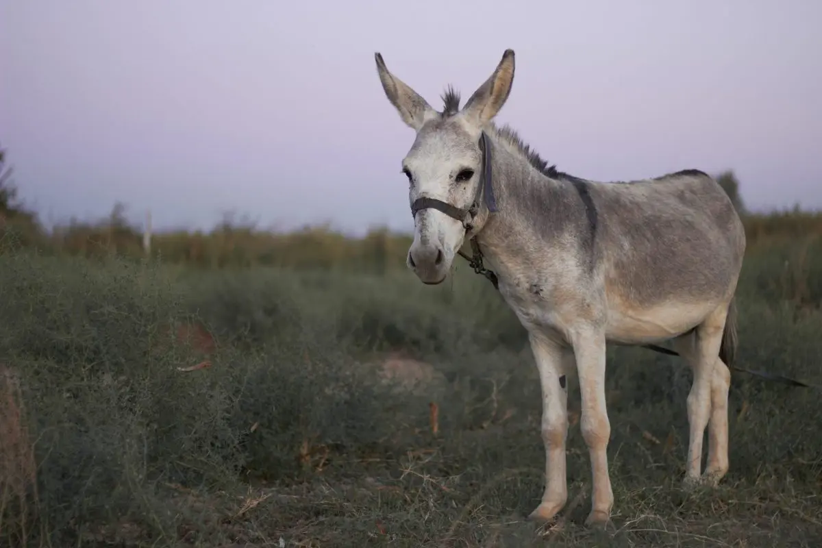 The Donkey G.K. Chesterton Catholic Poem Palm Sunday