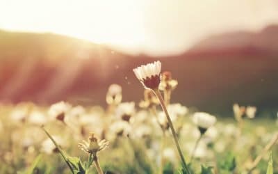 Mary, Send A New Spring | A Poem For Mary