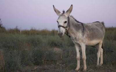 The Donkey | Palm Sunday