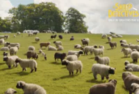Have you seen Sheep Detectives? Enjoy this Catholic review that shares the parts of this movie that help you and your kids to understand